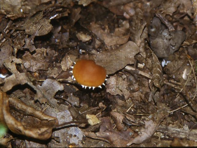 Conocybe vestita (Fr.) Kuhner